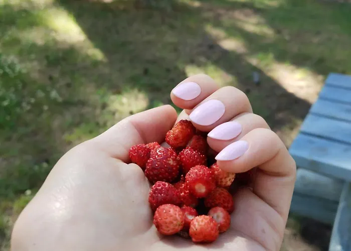 Suvemaja Holiday home